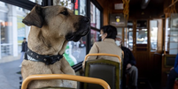 Meio de transporte favorito de Boji é o bonde  Foto: Getty Images / BBC News Brasil