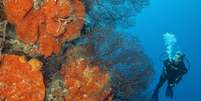 ONG transplantou corais para repovoar o recife em Belize  Foto: Getty Images / BBC News Brasil