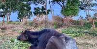 A Polícia Civil de Brotas, interior de São Paulo, investiga denúncia de abandono de 1.056 búfalos e outros animais na fazenda Água Sumida, zona rural do município. Em decorrência da fome e sede, ao menos 22 búfalos já morreram, segundo a denúncia  Foto: ONG ARA/Divulgação / Estadão