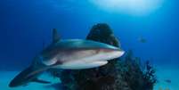 Ambientalistas criticam recompensa para caça de tubarões no litoral de SP  Foto: Alex Rose / Unsplash