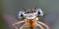 Ciência vem descobrindo que os insetos não são tão 'robóticos' quanto imaginávamos  Foto: Alamy / BBC News Brasil