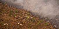 Sobrevoo do Greenpeace em fazenda na Amazônia em 2020 mostra gado sendo colocado em área recém queimada  Foto: Christian Braga | Greenpeace / BBC News Brasil