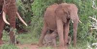 Só 1% dos nascimentos de elefantes são de gêmeos.  Foto: AFP / BBC News Brasil