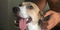 A cachorrinha Pandora foi encontrada em SP após 45 dias desaparecida  Foto: Reprodução/Instagram