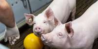 Porcos em fazenda da Universidade Ludwig-Maximilians, de Munique, em Oberschleissheim, na Alemanha  Foto: Lukas Barth / Reuters