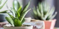 Cuidados básicos necessários e adaptação a diferentes lugares e temperaturas são alguns dos aspectos para se pensar na hora de escolher plantas para presentear alguém  Foto: Shutterstock / Alto Astral
