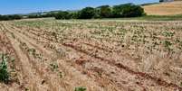 Plantação de soja danificada pela seca  Foto: DIRCEU SEGATTO/DIVULGAÇÃO / Estadão