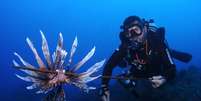 O mergulhador Fernando Rodrigues com um peixe-leão capturado em Noronha: 'A gente já chegou a ver oito peixes-leão em um único mergulho'  Foto: Divulgaçao/Fernando Rodrigues/Sea Paradise / BBC News Brasil