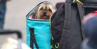 Cachorro é transportado pelos donos dentro de mochila  Foto: Getty Images / BBC News Brasil