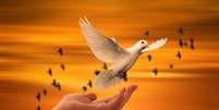 A pomba é um dos símbolos da paz   Foto: Divulgação/Pixabay