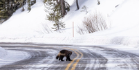 Um carcaju, um dos animais selvagens mais difíceis de serem encontrados, foi visto no Parque Nacional de Yellowstone, nos EUA  Foto: Divulgação/Yellowstone Insight