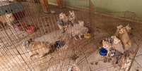 Animais estavam espalhados por vários cômodos. Muitos estavam em gaiolas e sem alimentação adequada  Foto: Wagner Morente/GCM/Divulgação / Estadão