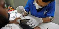 Veterinário aplica injeção em águia após animal ficar seriamente desidratado em meio ao forte calor em Ahmedabad, na Índia  Foto: REUTERS