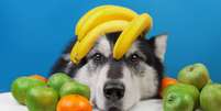Descubra quais frutas os pets podem e não podem comer  Foto: Shutterstock / Alto Astral