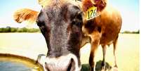 Cow a water trough, Ambury Farm, Auckland, New Zealand.  Foto: Getty Images / BBC News Brasil