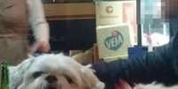Cachorro foge de casa em SC e é encontrado em bar   Foto: Reprodução/Arquivo pessoal