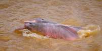 O boto-cor-de-rosa demora para se reproduzir.  Foto: Sea Sheperd Global/Divulgação / Estadão