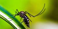 IA brasileira pode prever surtos de dengue com três meses de antecedência (Imagem: Shammiknr/Pixabay)  Foto: Canaltech