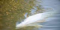 Baleia beluga ficou presa no rio Sena, na França  Foto: Divulgação/ONG Sea Shepherd França / Ansa - Brasil