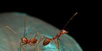 Pesquisa agora contestada usou formigas para estudar os possíveis motivos do aumento ou diminuição do tamanho do cérebro  Foto: kuritafsheen77 / Freepik