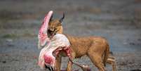 Um caracal carregando sua presa, um flamingo, em Ndutu, República da Tanzânia  Foto: Dennis Stogsdill / Nature TTL / BBC News Brasil