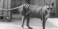 Um tigre-da-Tasm&acirc;nia fotografado no zool&oacute;gico de Hobart, na Austr&aacute;lia, em algum momento do passado  Foto: Getty Images / BBC News Brasil