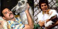 Gatos freddie mercury  Foto: Alto Astral