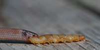 A cobra Tantilla oolitica com parte do corpo da centopeia gigante na boca  Foto: Divulgação
