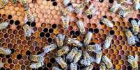 Insetos como abelhas e formigas estão diminuindo em biomas do Brasil, diz estudo de três universidades do país  Foto: Boba Jaglicic / Unsplash