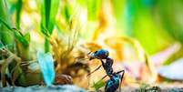 Existem cerca de 20 quatrilhões de formigas no planeta, segundo estudo da Universidade de Hong Kong  Foto: Guillaume de Germain / Unsplash