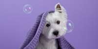 O banho ajuda a prevenir doenças dermatológicas nos pets  Foto: Shutterstock / Portal EdiCase