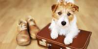 Viajar com pets eleição  Foto: Shutterstock / Alto Astral