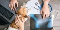 Doenças articulares cães  Foto: Shutterstock / Alto Astral