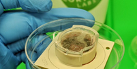 As 800 mil células cerebrais cultivadas em laboratório podem jogar um videogame dos anos 1970  Foto: Cortical Labs / BBC News Brasil