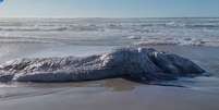 Suposto 'monstro marinho' é encontrado em decomposição em praia dos EUA  Foto: Reprodução/Facebook/Merica Lynn