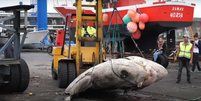 O peixe mais pesado do mundo, de 2744 kg, nos Açores  Foto: Reprodução / YouTube Atlantic Naturalist