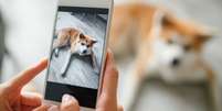 Ado&ccedil;&atilde;o de animais: conhe&ccedil;a 6 sites para adotar um pet online  Foto: Shutterstock / Alto Astral