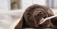 Doenças periodontais pets  Foto: Shutterstock / Alto Astral