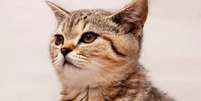 Gatos ignoram tutores pesquisa  Foto: Shutterstock / Alto Astral