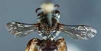 A fêmea da espécie de abelha Leioproctus zephyrus, encontrada na Austrália  Foto: Reprodução / Journal of Hymenoptera Research