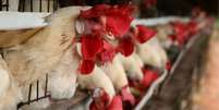Segundo um alto representante do setor, 45% da capacidade de abate de frangos já está parada  Foto: Getty Images / BBC News Brasil