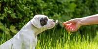 Alergia em pets  Foto: Shutterstock / Alto Astral