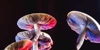 Cogumelos alucinógenos ajudam a reduzir depressão, aponta estudo  Foto: Shutterstock / Saúde em Dia