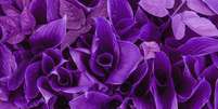 Violeta é a cor do autoconhecimento e da prosperidade  Foto: Shutterstock / Portal EdiCase
