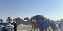 As corridas de camelo movimentam milhões no país da Copa do Mundo   Foto: Aline Küller, do Catar