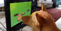 Videogame da empresa de Hong Kong Joipaw para cães  Foto: Reprodução/YouTube Joipaw