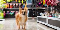 Cachorro medo pet shop  Foto: Shutterstock / Alto Astral