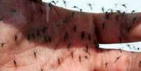 O mosquito 'Aedes aegypti' é transmissor do zika, da dengue e da chikungunya. Estima-se que mais de três quartos da população mundial vivem em áreas de risco de transmissão do vírus.  Foto: Sérgio Castro/Estadão / Estadão