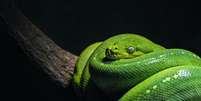 Brasil é o terceiro país com maior registro de número de picadas de cobra no mundo  Foto: David Clode / Unsplash