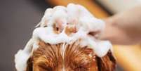 Cuidado com o banho e tosa dos pets no verão –  Foto: Shutterstock / Alto Astral